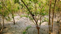 Sundarban - in a boat, On foot and with a fisherman, observing mangrove  roots , tides and cargos. Datta River and Sudhannakhali watch tower and River , Bay of Bengal , West Bengal, India.