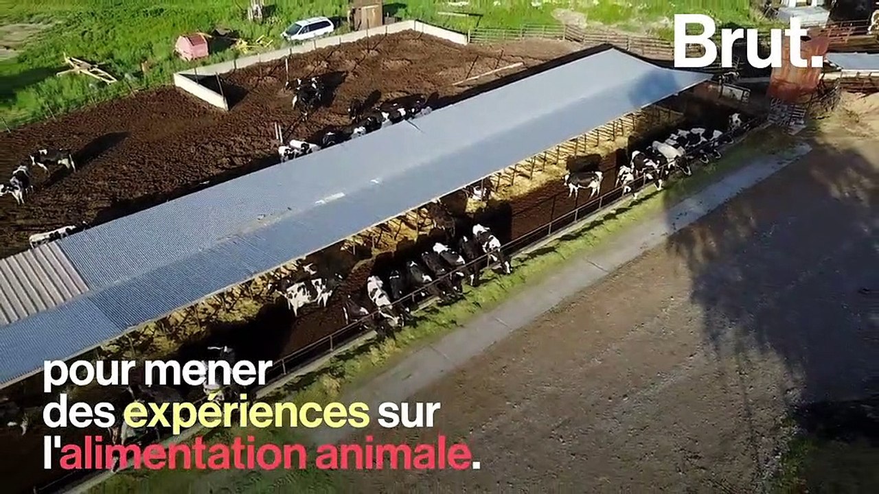 L'association L214 dévoile des images choquantes des "vaches à hublot"