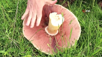 25 yıldır böylesi görülmemişti... Son zamanların en büyük mantarı bulundu