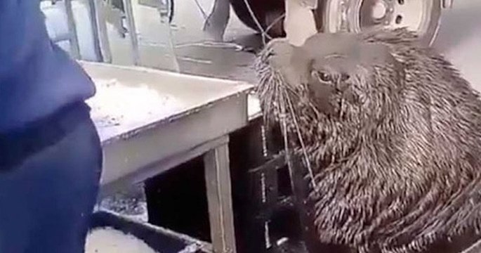 Un lion de mer géant débarque dans une criée pour un petit casse-croûte
