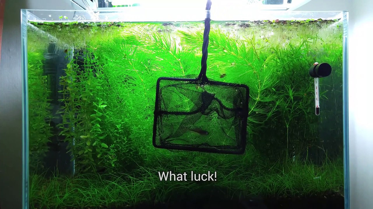 16th Month - (Luck of the Fry) NO filter, NO CO2, NO Ferts 5 Gallon Nano Tank
