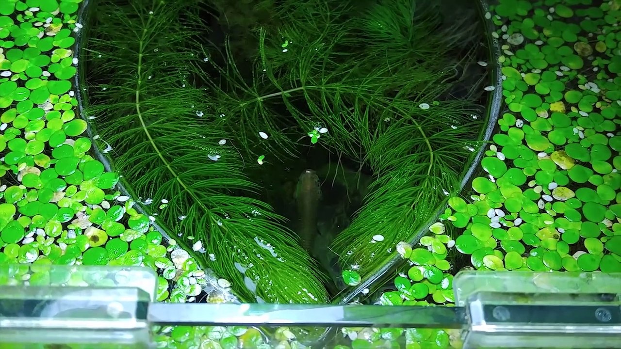 Ep.7 Spinach Betta Tank (Making Brine Shrimp for Kartoffel)  No filter, No CO2, NO ferts Nano Tank