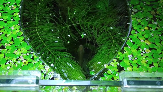 Ep.7 Spinach Betta Tank (Making Brine Shrimp for Kartoffel) No filter, No CO2, NO ferts Nano Tank