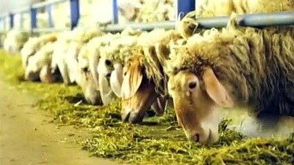 Οι κτηνοτρόφοι περιμένουν τις προεκλογικές υποσχέσεις για μειώσεις φόρου και εισφορών