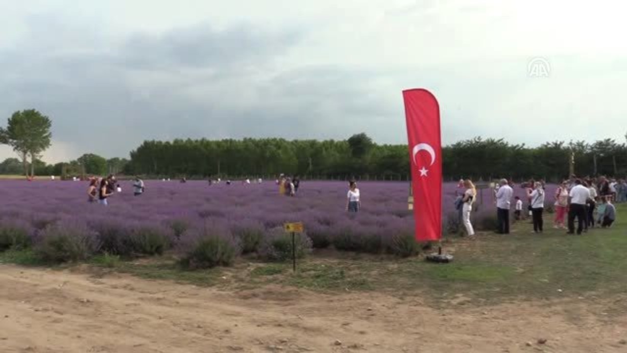 Lavanta moru Edirne'nin tanınırlığını artırdı