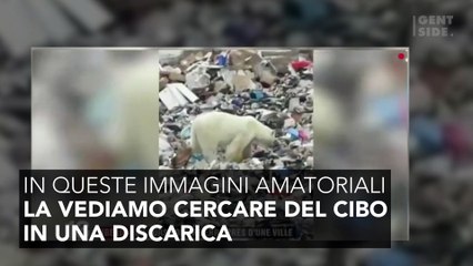 Un orso polare smarrito e affamato vaga vicino a una fabbrica in Russia 3605