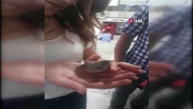 Yuvadan düşen yavru serçeler için seferber oldular