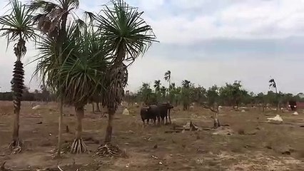 Il dit "salut" à un taureau.. et se fait charger !
