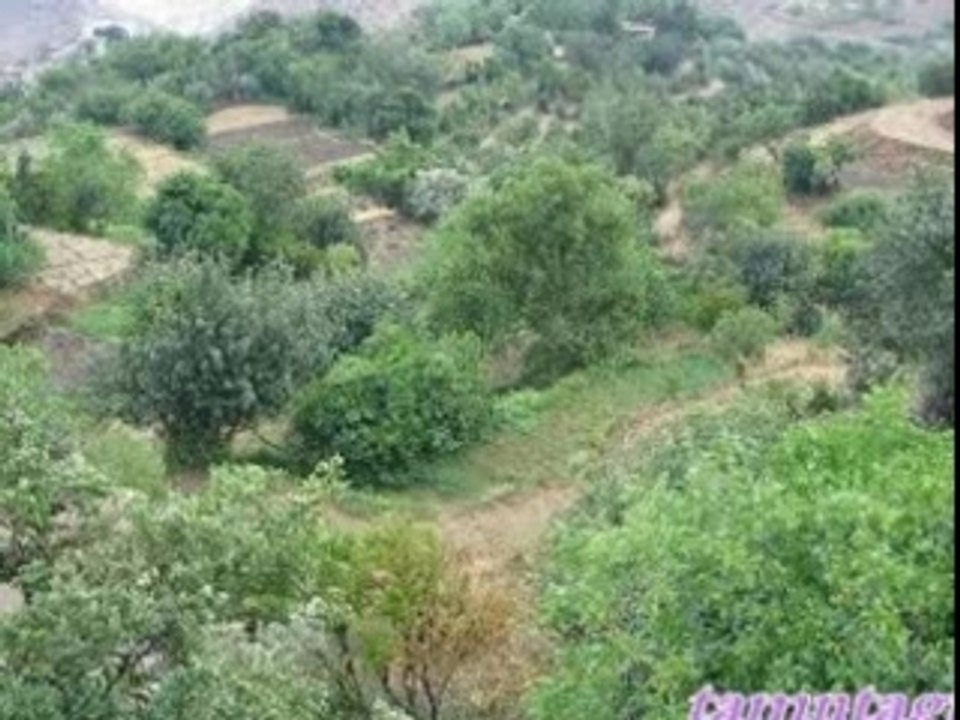 tamazirte