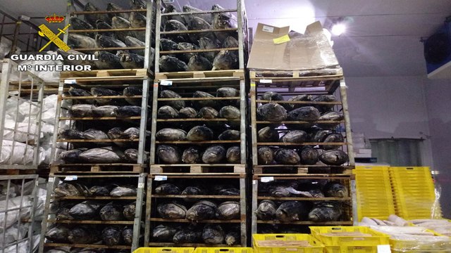 Incautadas 45 toneladas de atún congelado en un operativo