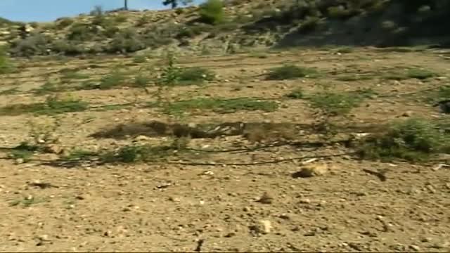 Muere un hombre de 74 años por la mordedura de una garrapata