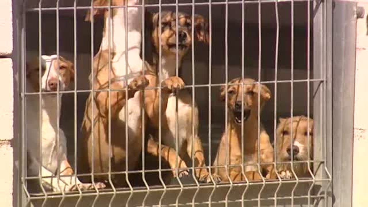 Los centros de acogida de animales, saturados p...