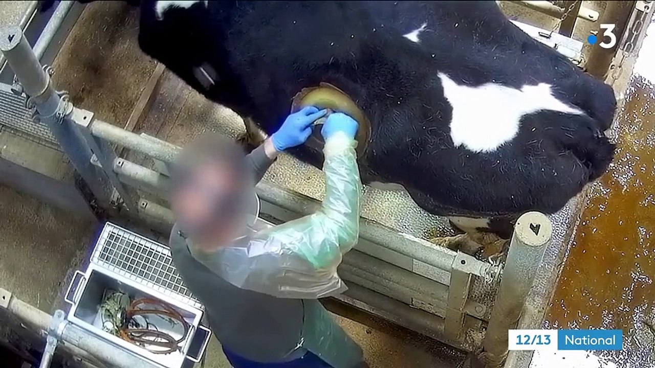 L214 : les images choc des "vaches à hublot" dans la Sarthe