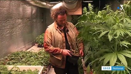 Creuse : les agriculteurs se préparent à cultiver le cannabis