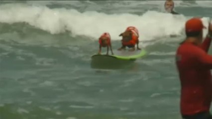 Video herunterladen: California acoge una nueva edición del Campeonato de Surf para Perros