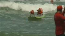 California acoge una nueva edición del Campeonato de Surf para Perros