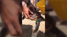 El plástico que mata a las tortugas