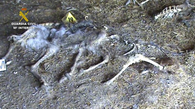 Guardia Civil investiga presunto delito contra la naturaleza