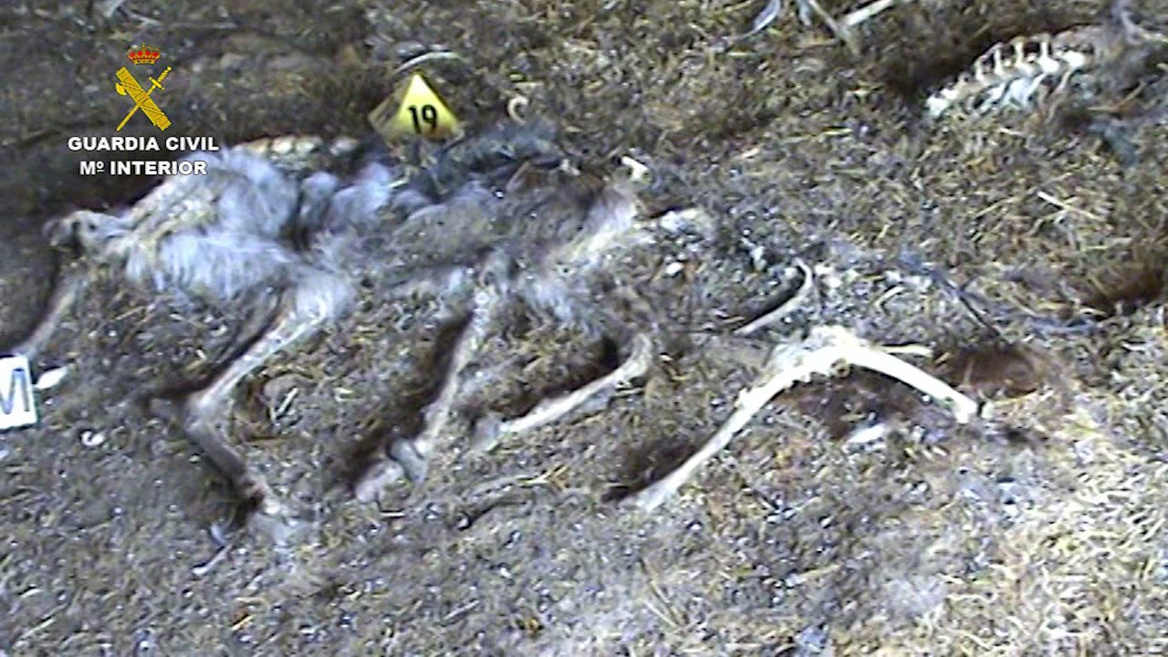 Guardia Civil investiga presunto delito contra la naturaleza