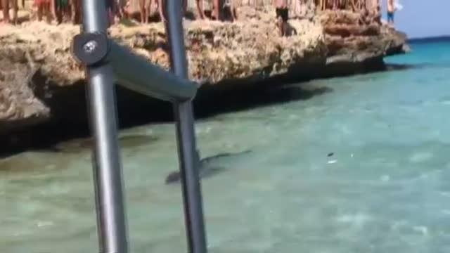 Evacuada una playa de Mallorca por un tiburón de más 2 metros de largo