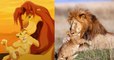 Un lionceau joue avec son père, nous rappelant Simba avec Mufasa dans Le Roi Lion
