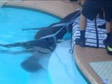 Rescatan a un caballo que se había caído a la piscina