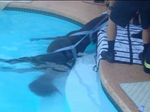 Rescatan a un caballo que se había caído a la piscina