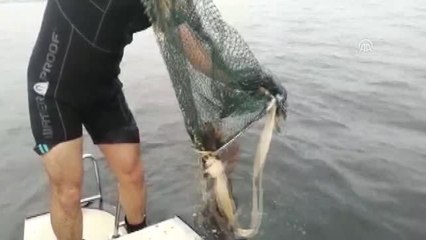 "Deniz patlıcanı" operasyonu - TEKİRDAĞ