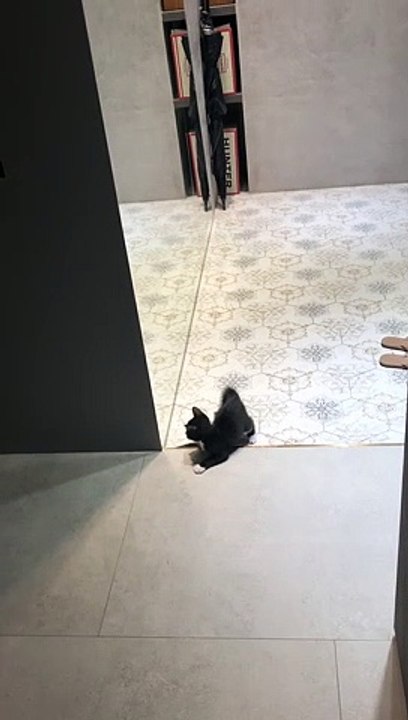 Kitten Faces Off in a Mirror Match