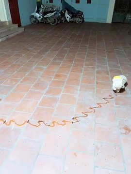 Awkward Dog Relieves Itself Awkwardly