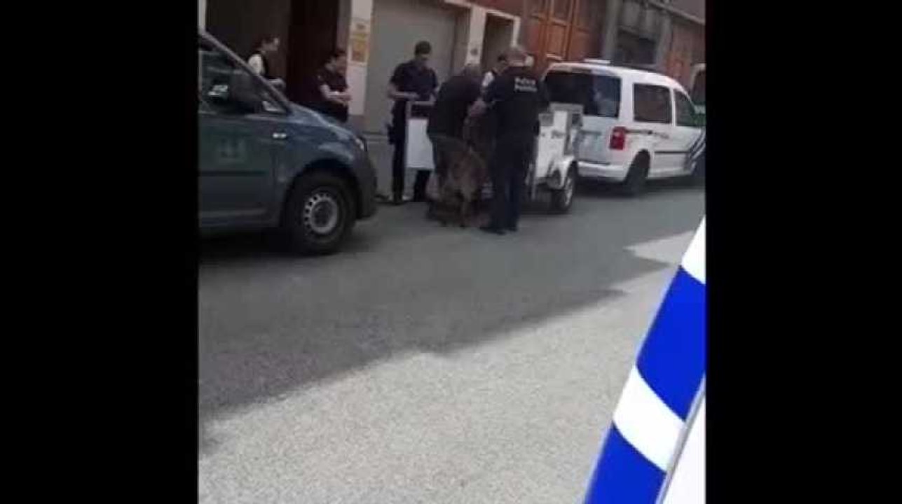 Jamal attaqué par deux Malinois dans la nuit de dimanche à lundi, les chiens ont finalement été saisis ce jeudi !