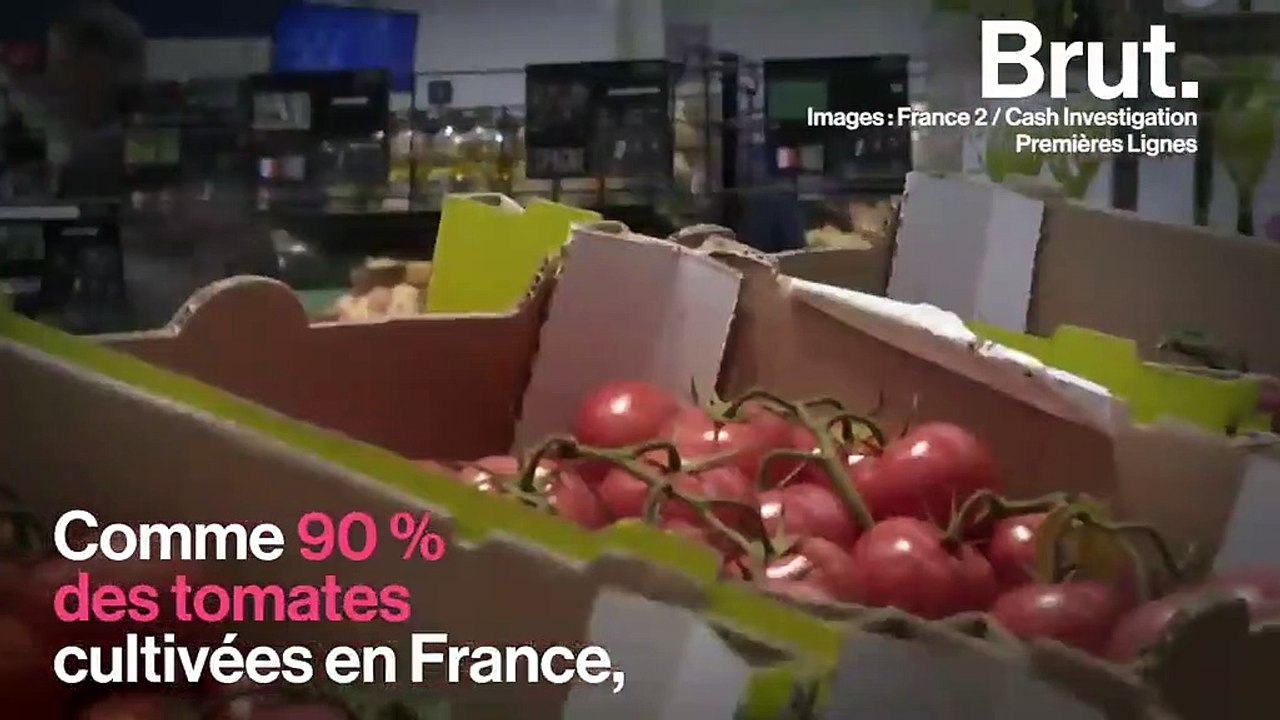 En France, 90 % des tomates sont cultivées hors-sol