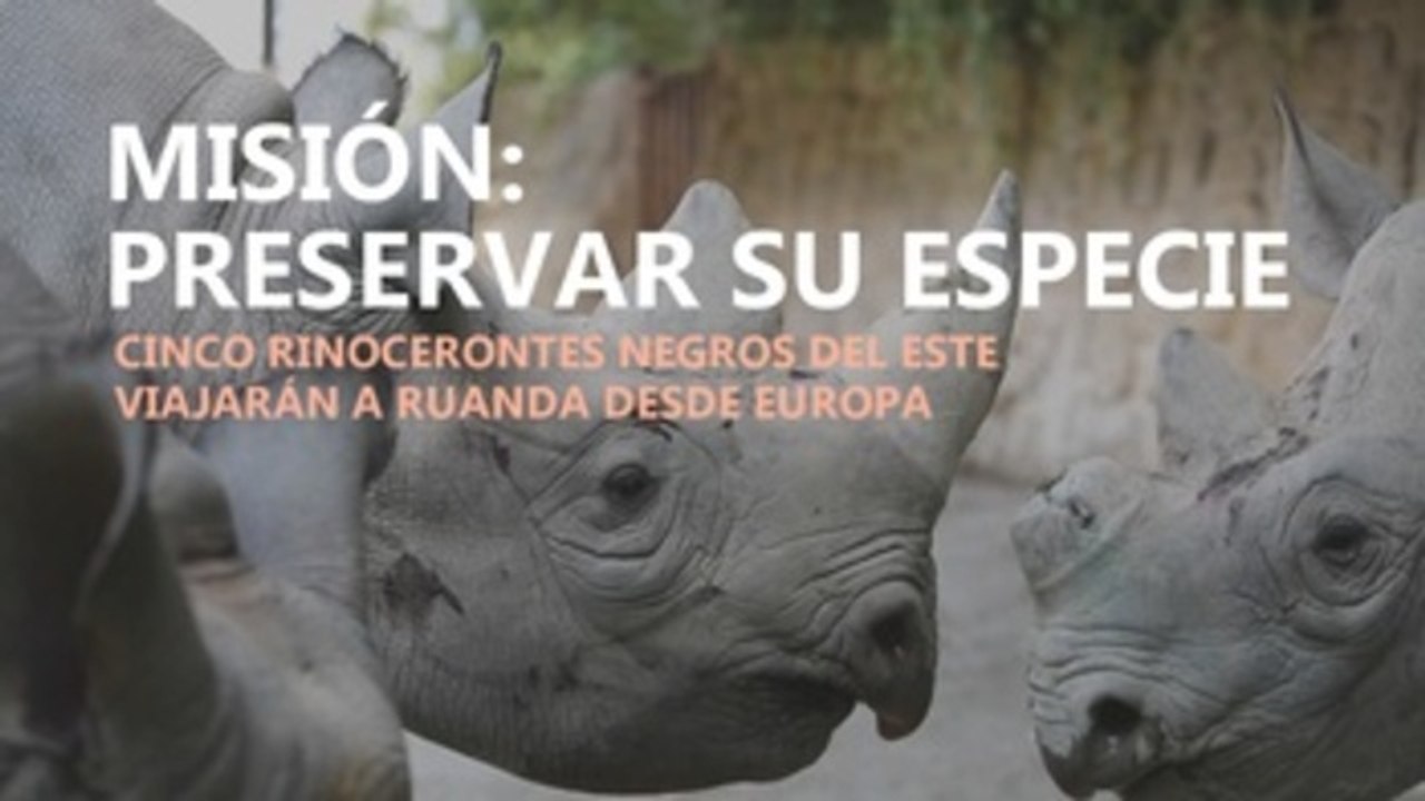 Preservar su especie, la misión del rinoceronte negro en Ruanda
