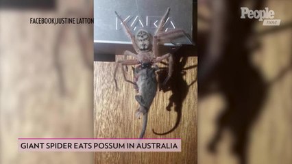 Massive Huntsman Spider Eats a Possum in Front of Horrified Ski Lodge Guest