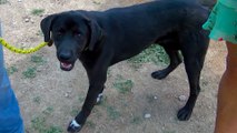 Adopt An Acclimated Dog At The Yavapai Humane Society