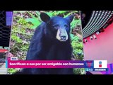 Sacrifican a un Oso Negro por ser demasiado 