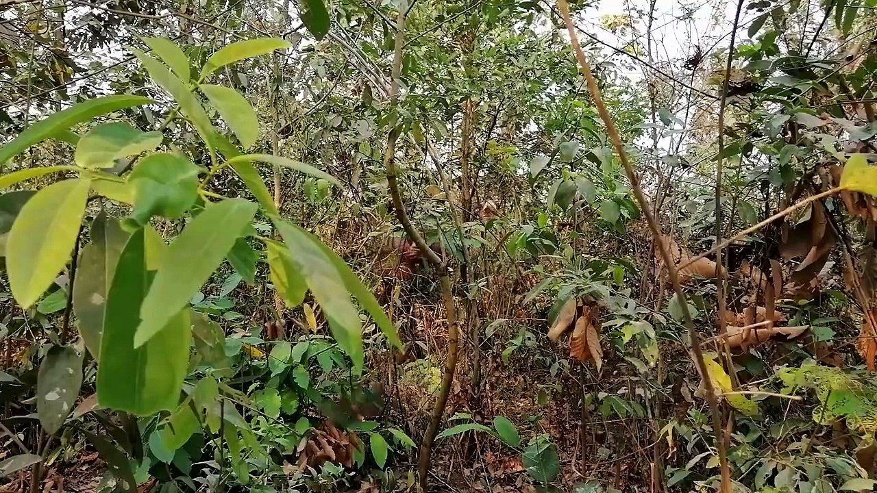 Build Most Wonderful Underground Swimming Pool and  Underground House