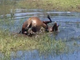 LISTEN! Wild horses splash and roll around in Black Canyon Lake - ABC15 Digital