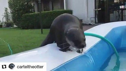 Cette loutre adore passer du temps dans la piscine. Trop cute !