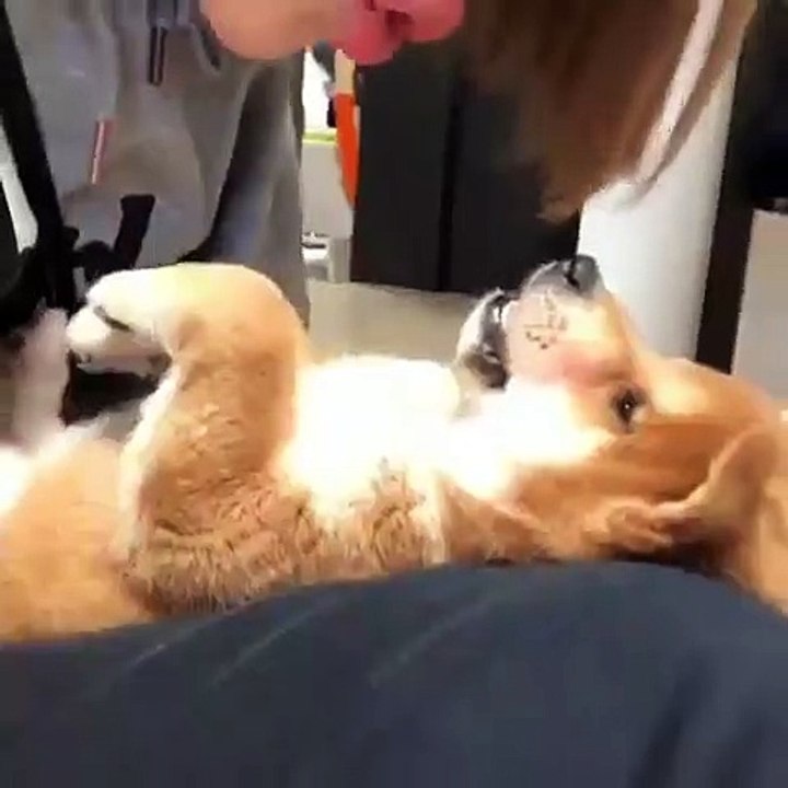 Ce chiot refuse les bisous de sa maman. Marrant !