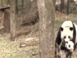 Los osos panda salvajes tienen más facilidades para expresarse