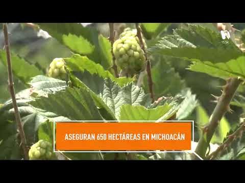 #ElHeraldoTV. Noticias México. José Narro renuncia al PRI