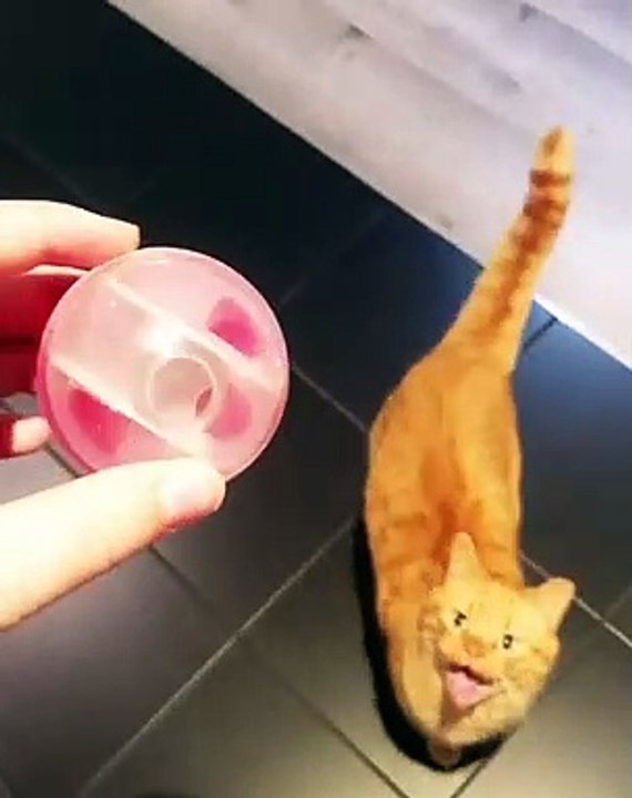 Cette splendide chatte rousse miaule pour qu'on lui donne son jouet préféré.Trop mimi !