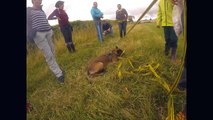 travail en cercle avec une chienne de 6 mois ( malinoise)