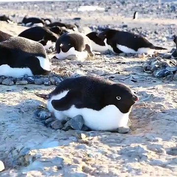Quand des pingouins font une sieste ensemble. Trop beaux !