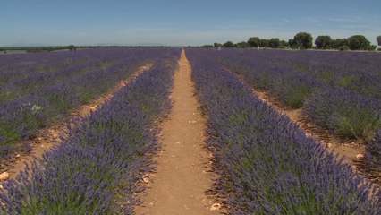 La Floración de la Lavanda convierte a Brihuega en un reclamo turístico