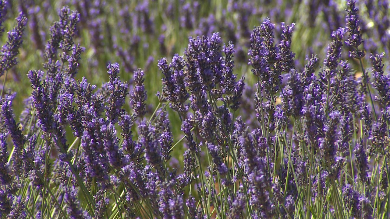 Campos de lavanda de Brihuega