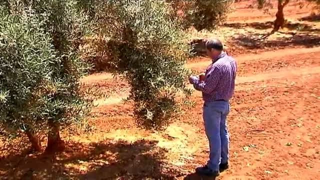 Aceitunas negras: un sector en peligro