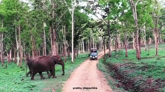 Surprenant ! Regardez ces éléphants sorties de nulle part traverser une route goudronnée !!