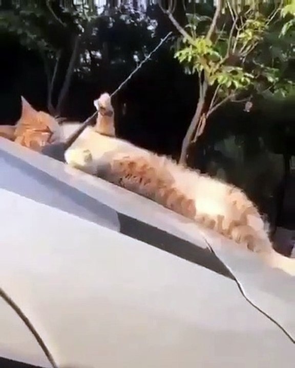 Cette chatte prend un bain de soleil sur le capot d'une voiture. Trop drôle !